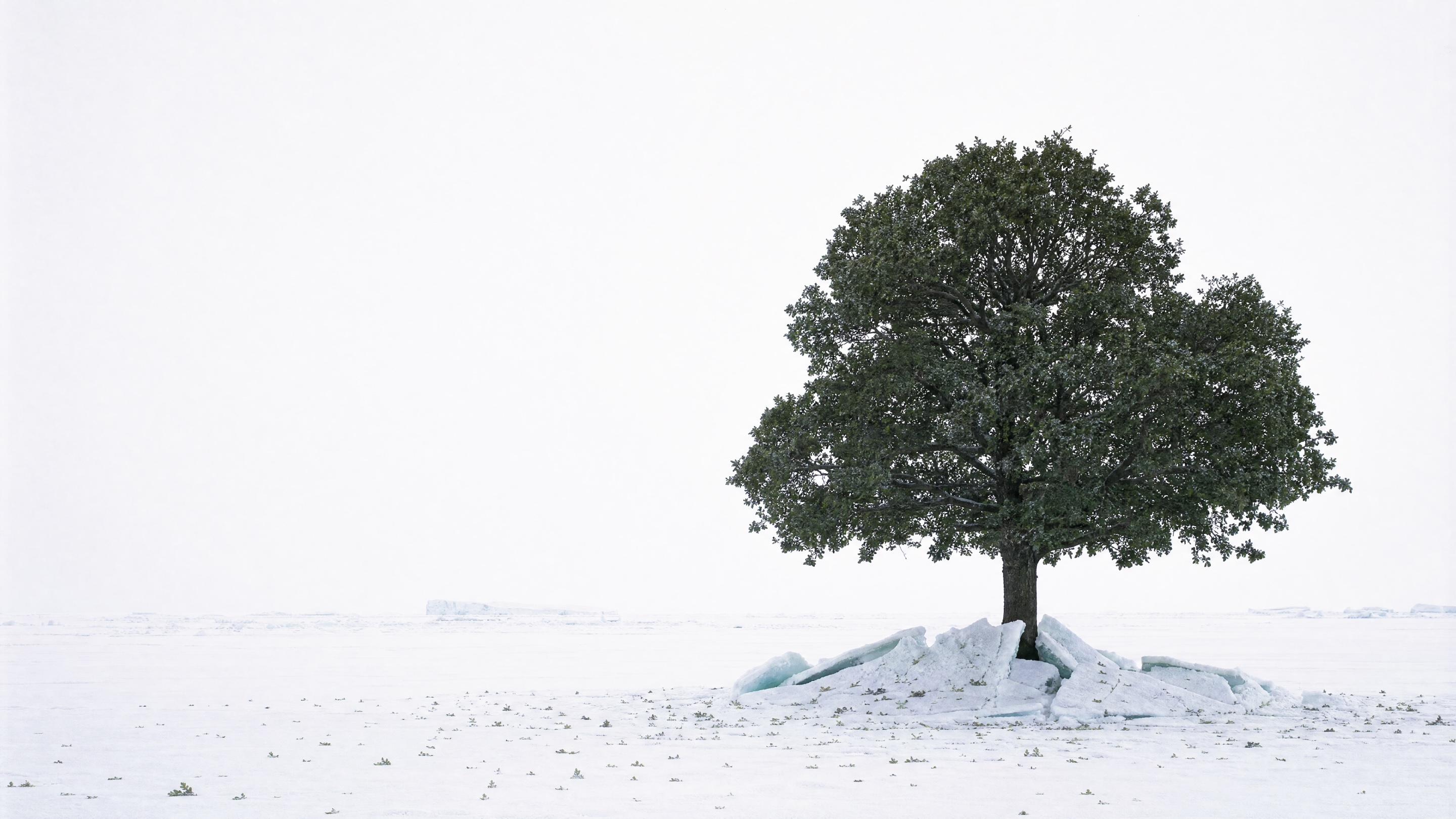 Un grand chêne vert en pleine feuille se dresse seul au milieu de la banquise sous un ciel blanc, la glace soulevée en plaques autour de son tronc, des feuilles tombées sur la neige.